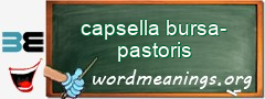WordMeaning blackboard for capsella bursa-pastoris